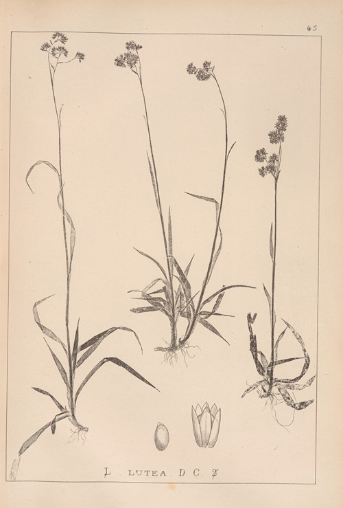 Herbier de la flore française Pl.1165