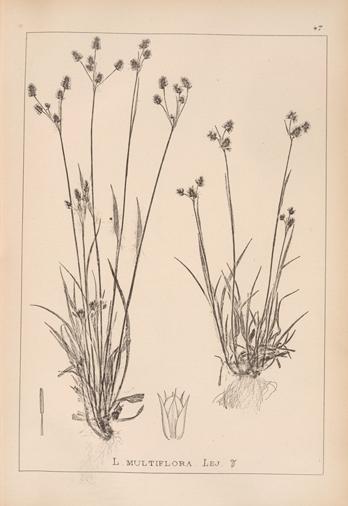 Herbier de la flore française Pl.1167