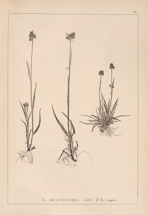 Herbier de la flore française Pl.1168