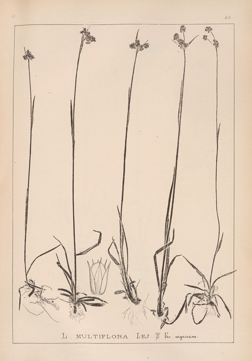 Herbier de la flore française Pl.1169