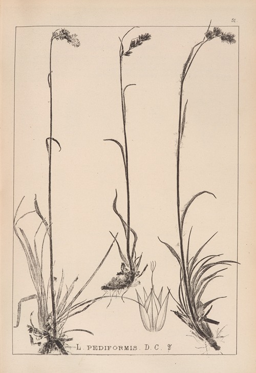 Herbier de la flore française Pl.1171