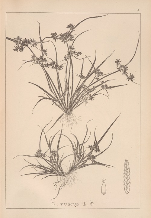 Herbier de la flore française Pl.1176