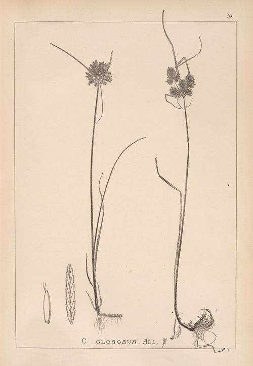 Herbier de la flore française Pl.1181