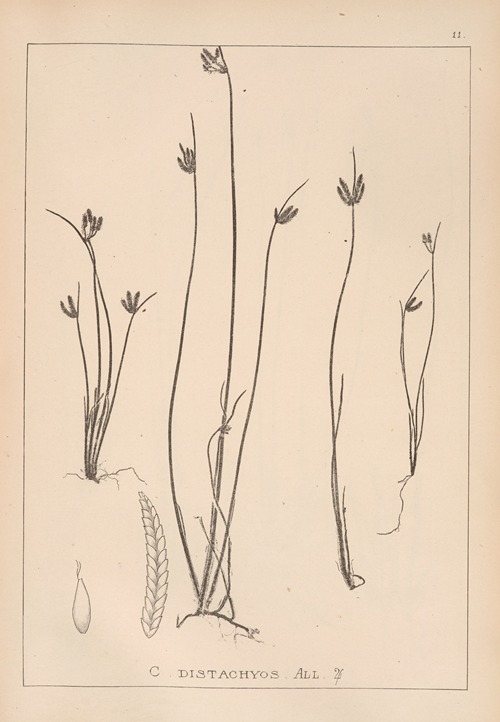Herbier de la flore française Pl.1182