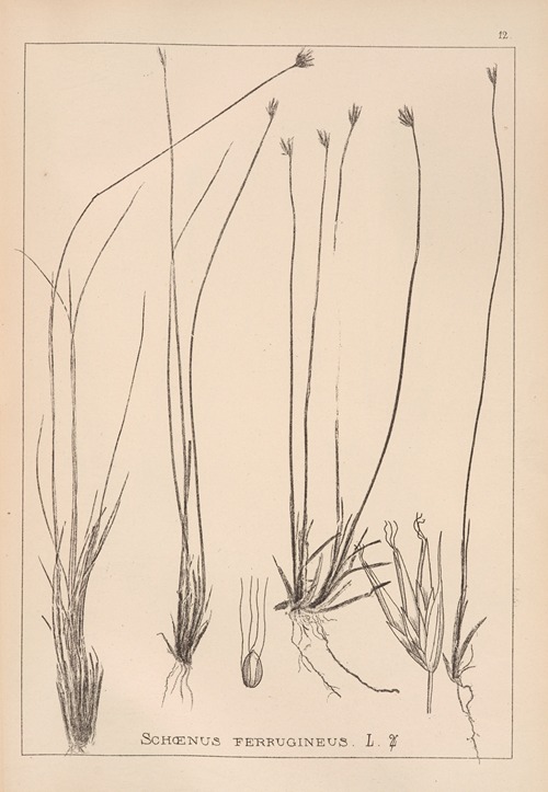 Herbier de la flore française Pl.1183