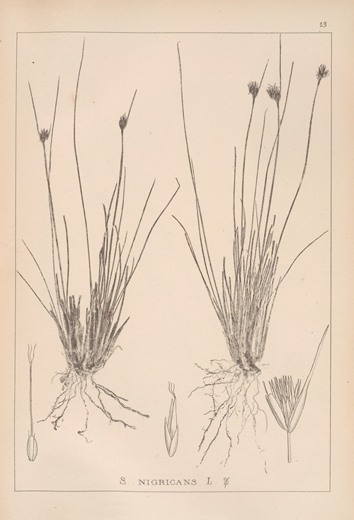 Herbier de la flore française Pl.1184
