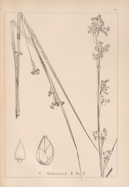 Herbier de la flore française Pl.1185
