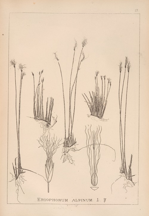Herbier de la flore française Pl.1186
