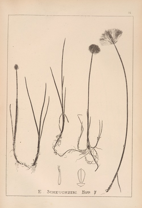 Herbier de la flore française Pl.1187