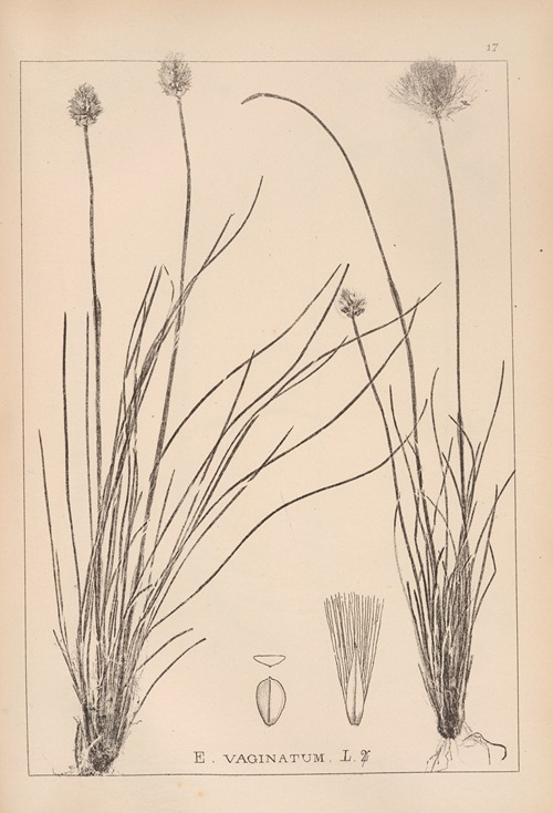 Herbier de la flore française Pl.1188