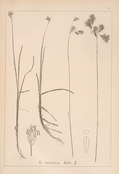 Herbier de la flore française Pl.1189