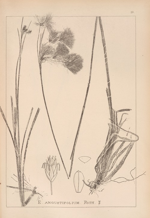 Herbier de la flore française Pl.1190