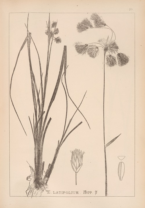 Herbier de la flore française Pl.1191