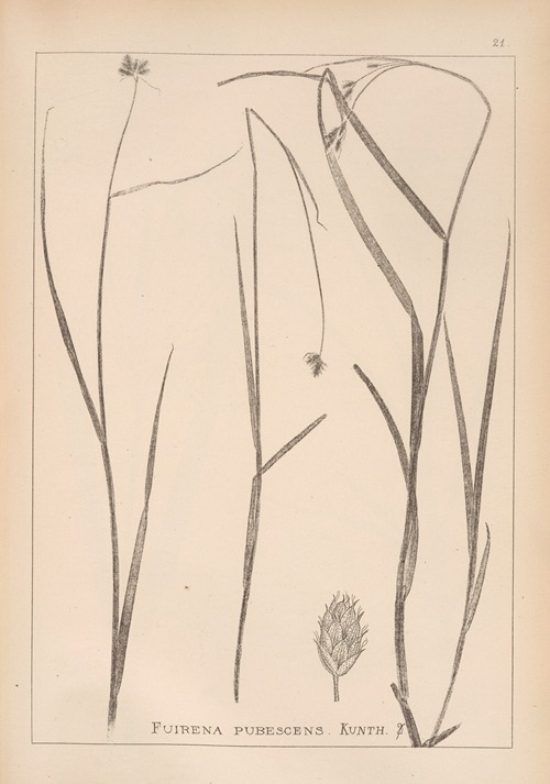 Herbier de la flore française Pl.1192