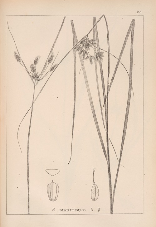 Herbier de la flore française Pl.1196