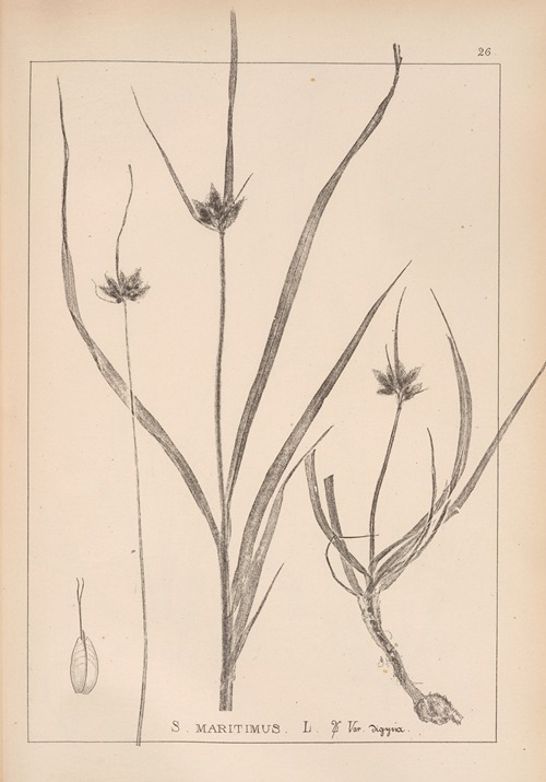 Herbier de la flore française Pl.1197