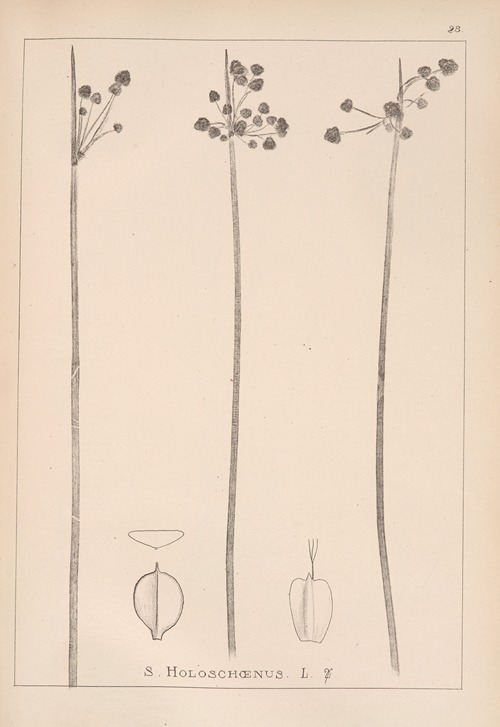 Herbier de la flore française Pl.1199