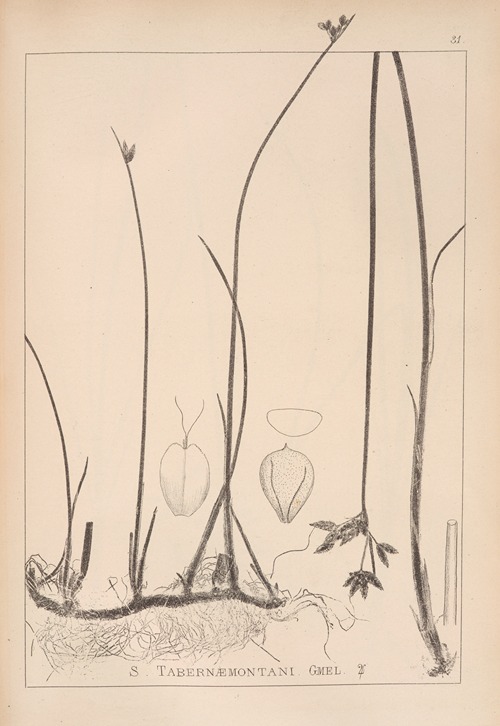 Herbier de la flore française Pl.1202