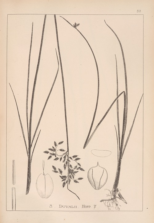 Herbier de la flore française Pl.1203