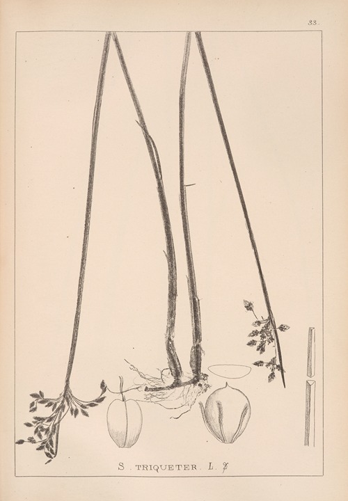 Herbier de la flore française Pl.1204