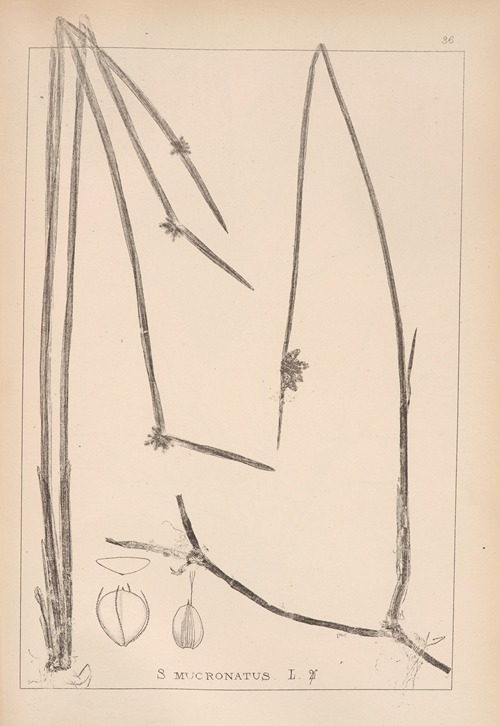 Herbier de la flore française Pl.1207