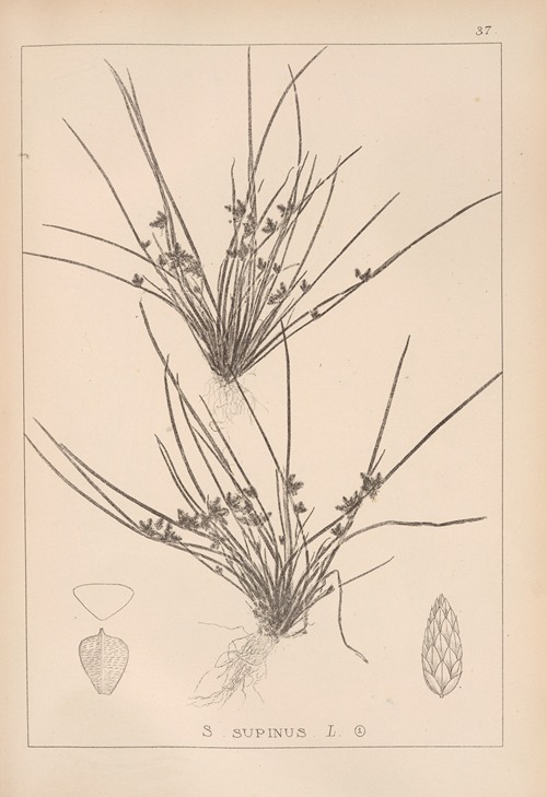 Herbier de la flore française Pl.1208
