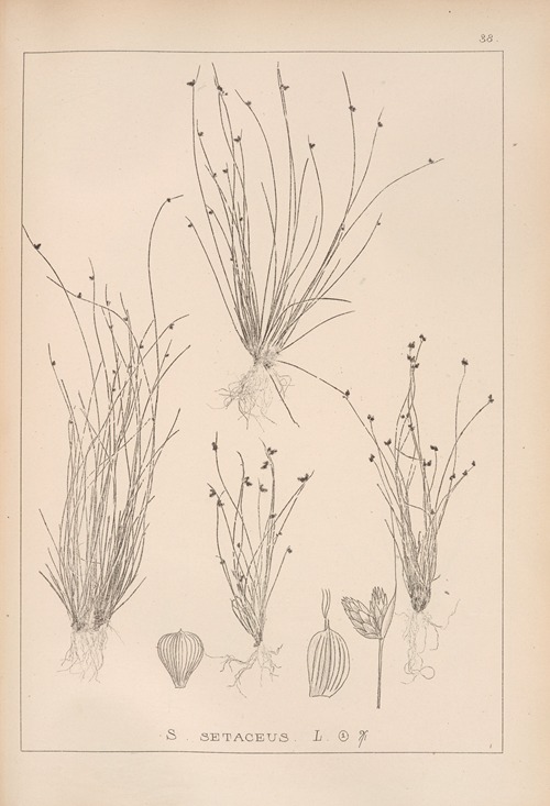Herbier de la flore française Pl.1209