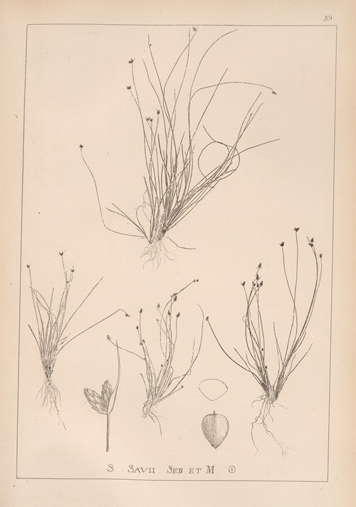 Herbier de la flore française Pl.1210