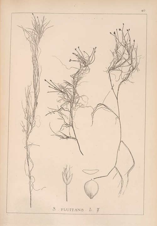 Herbier de la flore française Pl.1211