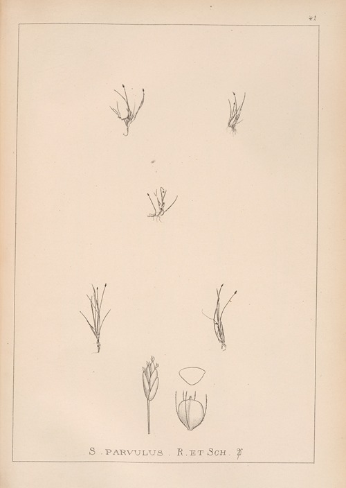 Herbier de la flore française Pl.1212