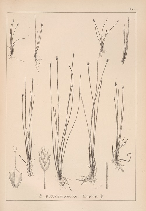 Herbier de la flore française Pl.1213