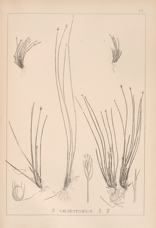 Herbier de la flore française Pl.1214