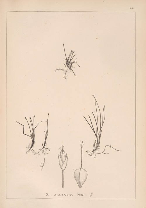 Herbier de la flore française Pl.1215