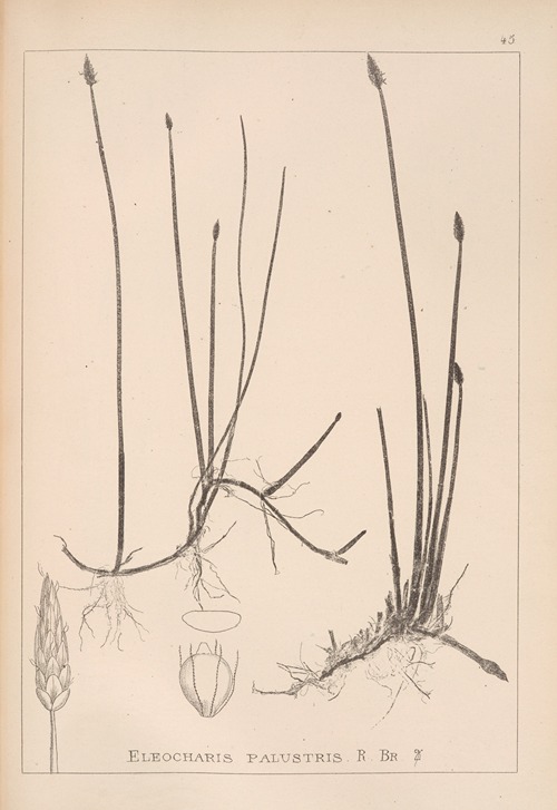 Herbier de la flore française Pl.1216