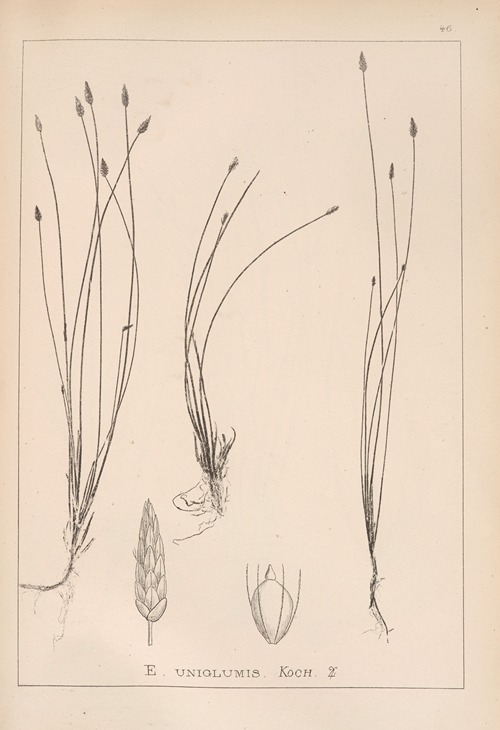 Herbier de la flore française Pl.1217