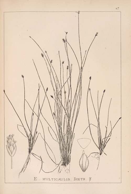 Herbier de la flore française Pl.1218