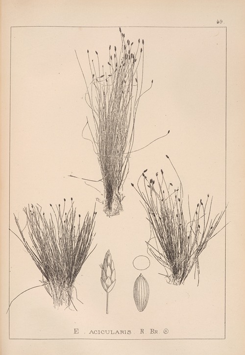 Herbier de la flore française Pl.1220