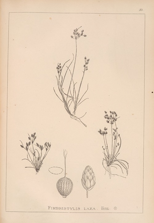 Herbier de la flore française Pl.1221