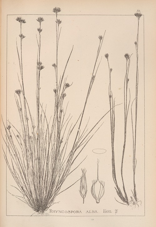 Herbier de la flore française Pl.1223