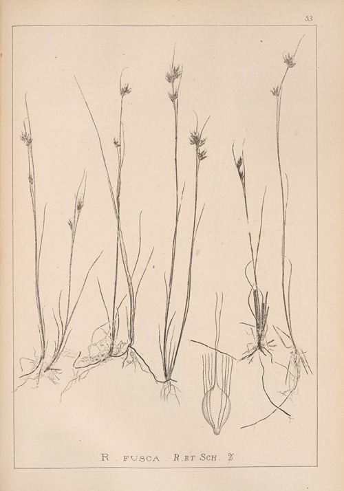 Herbier de la flore française Pl.1224
