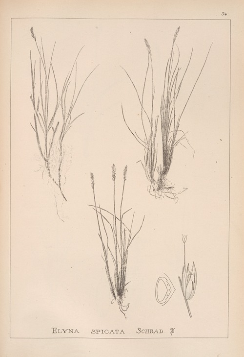 Herbier de la flore française Pl.1225