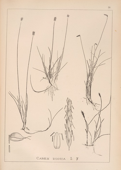 Herbier de la flore française Pl.1227