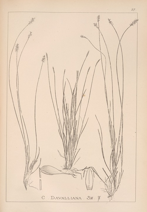 Herbier de la flore française Pl.1228