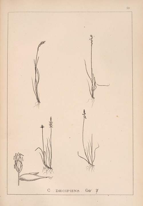 Herbier de la flore française Pl.1230