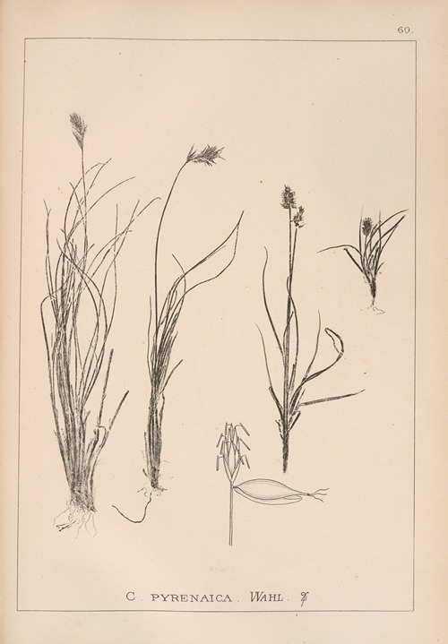 Herbier de la flore française Pl.1231