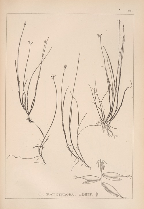 Herbier de la flore française Pl.1232