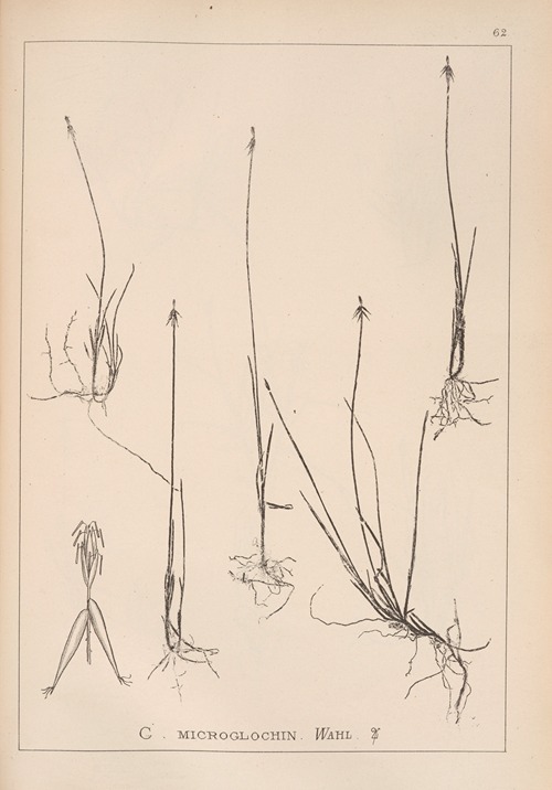 Herbier de la flore française Pl.1233