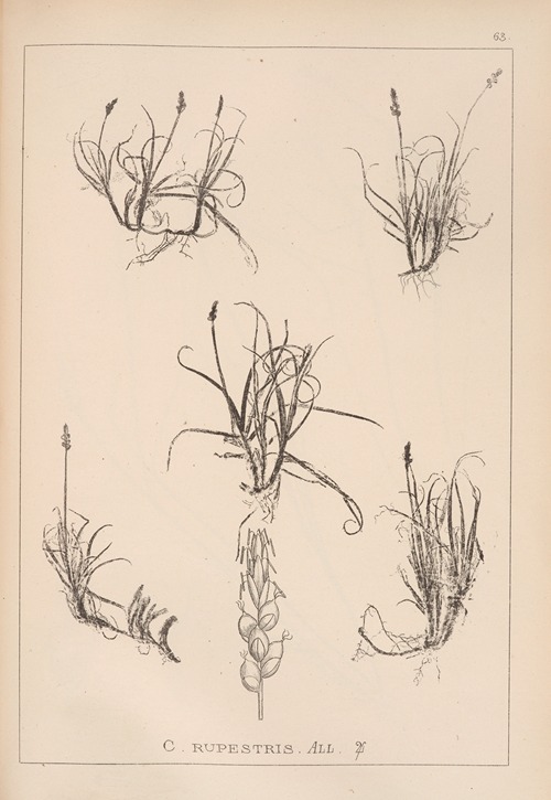 Herbier de la flore française Pl.1234