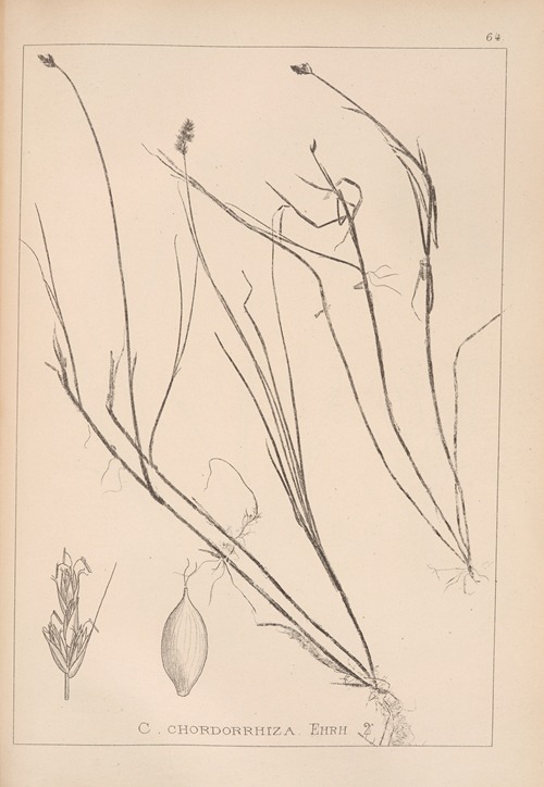 Herbier de la flore française Pl.1235