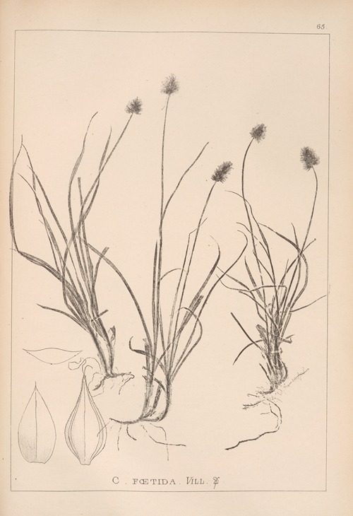 Herbier de la flore française Pl.1236